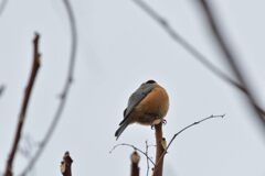 不具合２　　DSC_2719