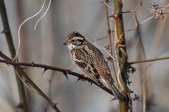 カシラダカ　DSC_7217