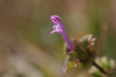 野の花一輪　DSC05269