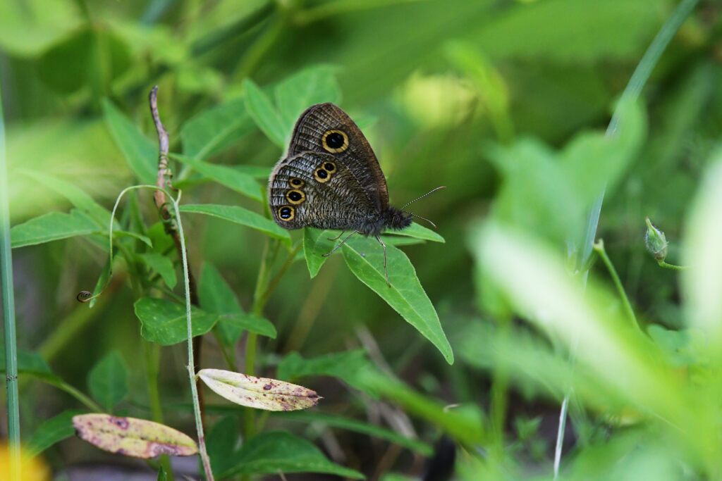 ヒメウラナミジャノメ　　DSC_7927