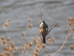 冬枯れの川原にて　DSCN8866