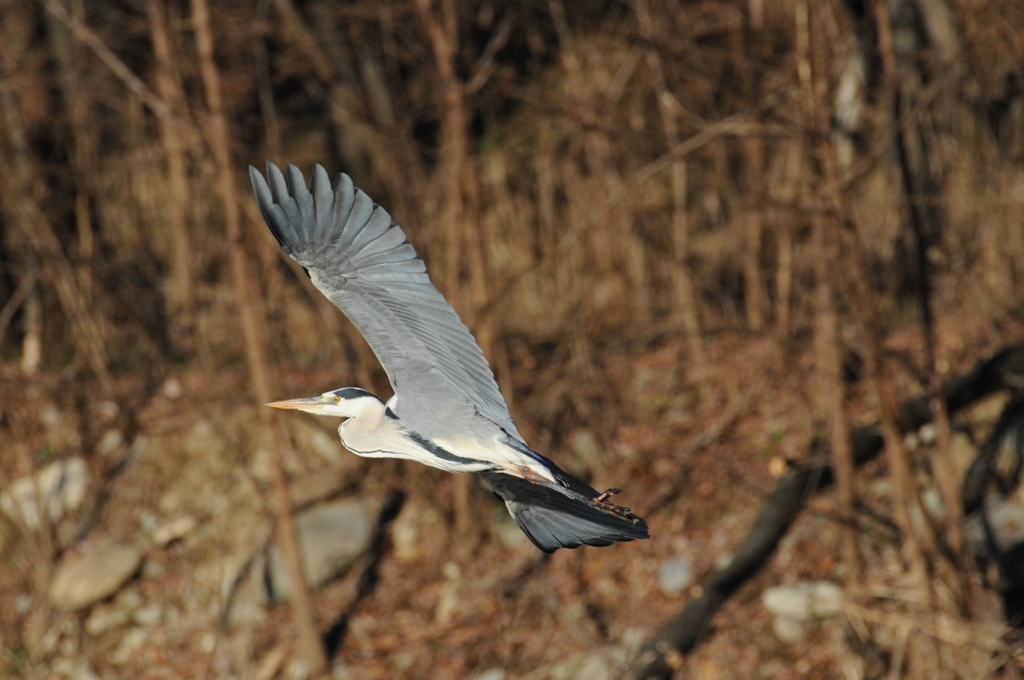 カッコええやろ！　　　DSC_0825