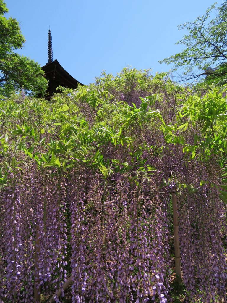 藤の滝　IMG_0559
