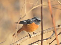 ぼつぼつ行こうかな　DSCN1836