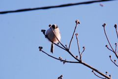 おはよう、元気だね！　　DSC_5962