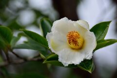 夏椿　　DSC_5737