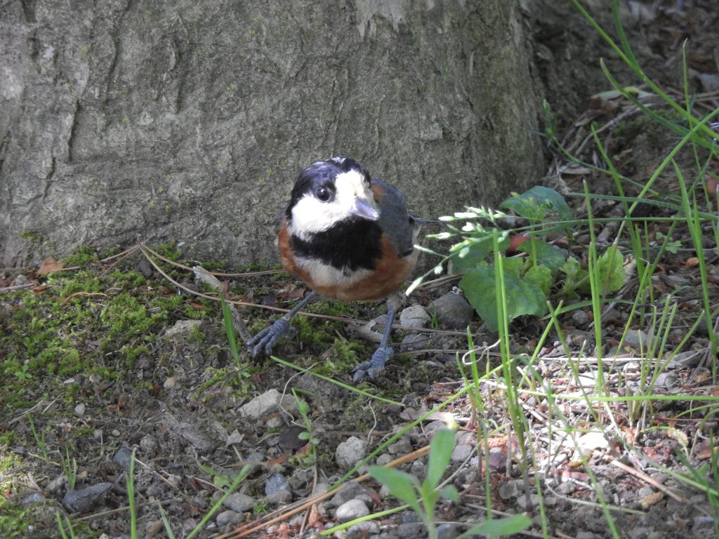 あれっ！　DSCN5552