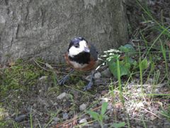 あれっ！　DSCN5552