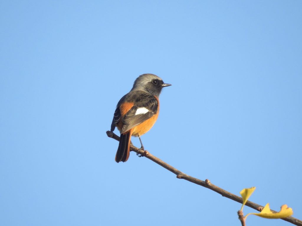 青空に　DSCN0937