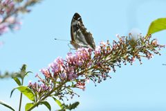 メスグロヒョウモン♀の翅裏　DSC_7342