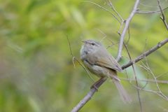 ウグイス　DSC_9911