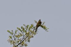 アカシアの天辺で　　DSC_7528