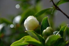 雫を纏って　　DSC_5756