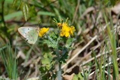 野の花にモンキチョウ　　　DSC_6772