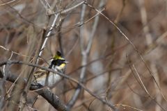 ミヤマホオジロ　DSC_5219