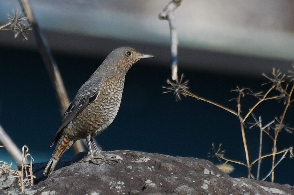 君はひょっとして　DSC_5431