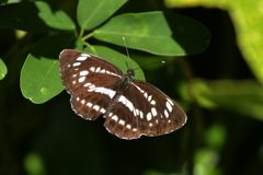 シックな翅　DSC_3919