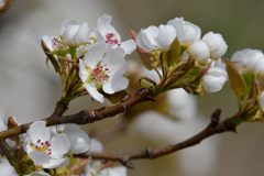 リンゴの花　DSC_9767