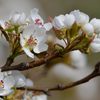リンゴの花　DSC_9767