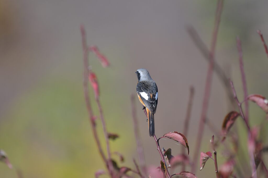 男の背中　　DSC_3735