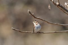 別れの頃　DSC_9213