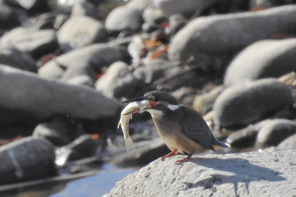 カワセミの色　　　DSCN8879