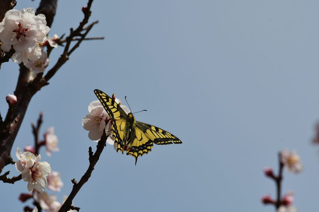 これからの主役　DSC_1670