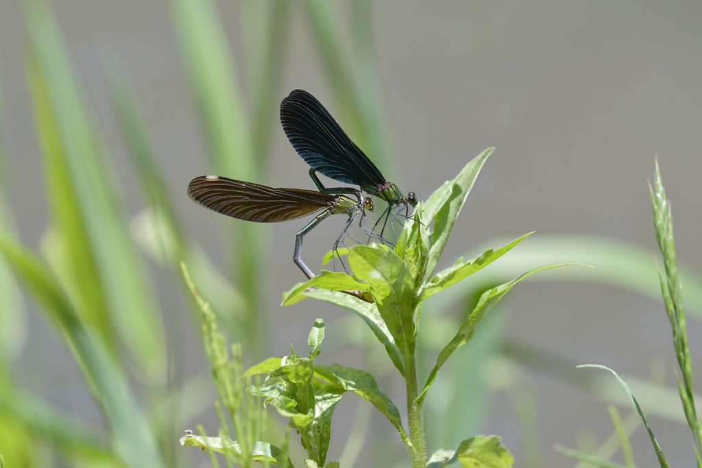 命を繋ぐ　DSC_4665