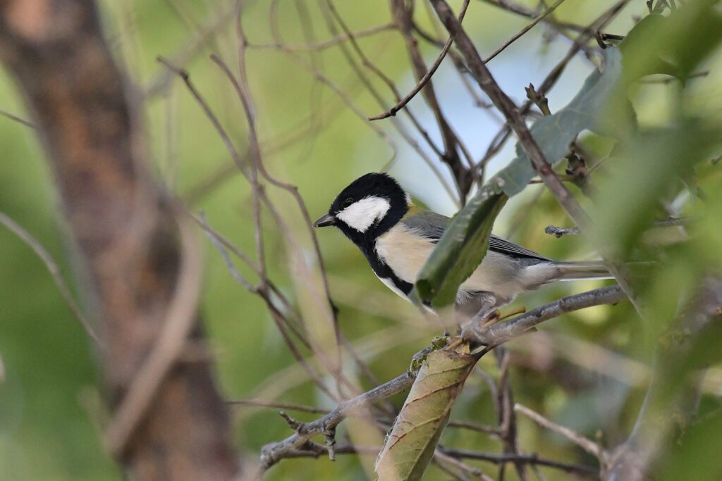 シジュウカラ　　　DSC_3198