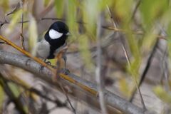 シジュウカラ　　　DSC_5750