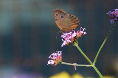 三尺バーベナで朝食を　DSC_6224