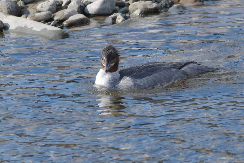 こっち向いて欲しいな　DSC_6785