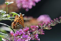 翅輝いて　DSC_9736