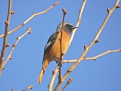 青空にジョウビタキ　DSCN0930
