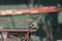 場所の取り合い　２　　DSC_9765