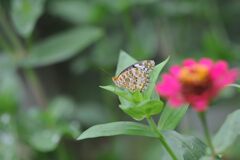 花と蝶　　DSC_4653