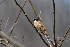 ホオジロ　　DSC_1761