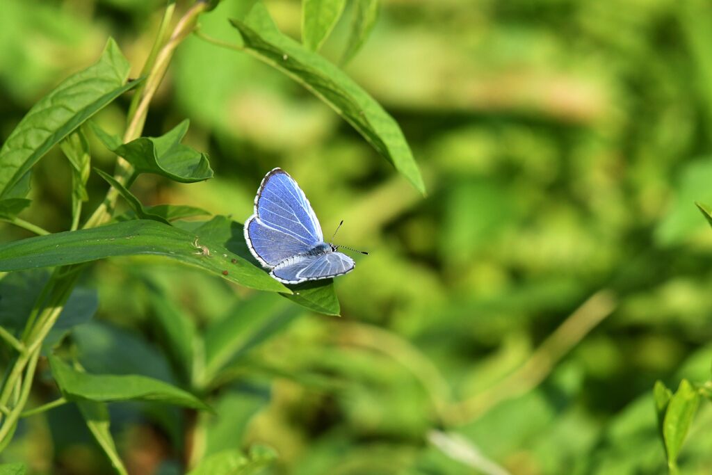 ルリシジミ　　　DSC_2630