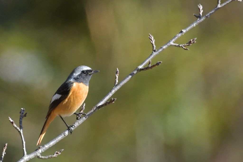 春を感じて　２　DSC_6477