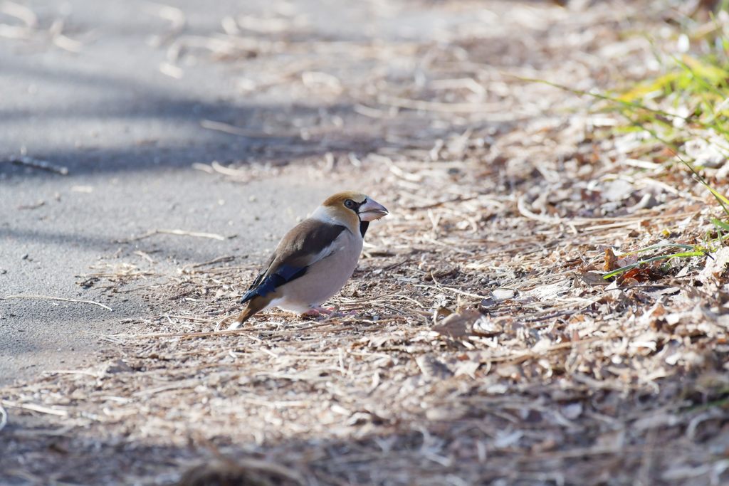 撮ってもいいよ　DSC_4355