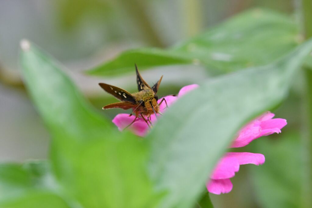 見ーつけた！　　DSC_1823