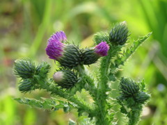 野の花　IMG_0131