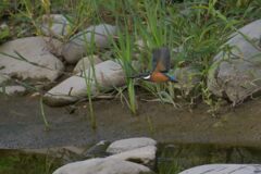 カワセミ　　DSC_6177