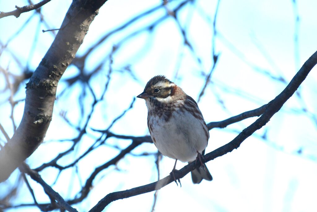 かろうじて　　DSC_5606