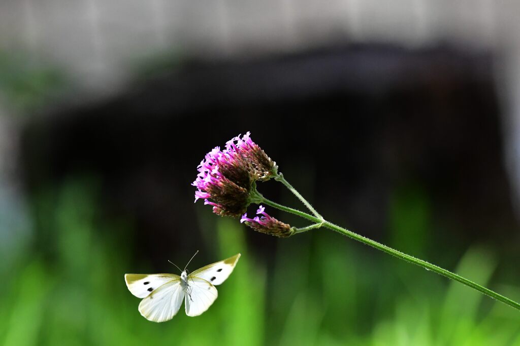 蜜あるかな？　　　DSC_0751
