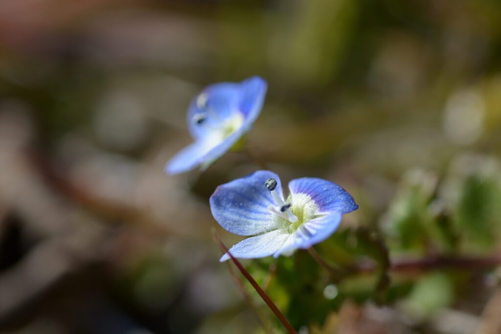 暖かい冬に咲く　DSC_8339