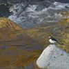 瀬音聞きながら　DSC_2488