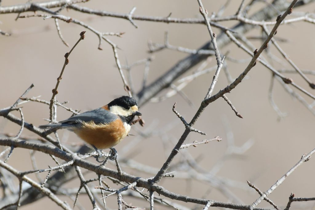 ヤマガラ　DSC_6042