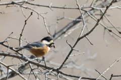 ヤマガラ　DSC_6042