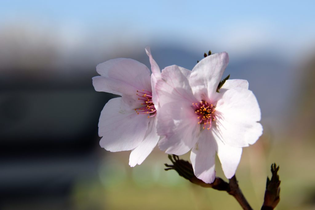 おはよーっ！　　DSC_1551